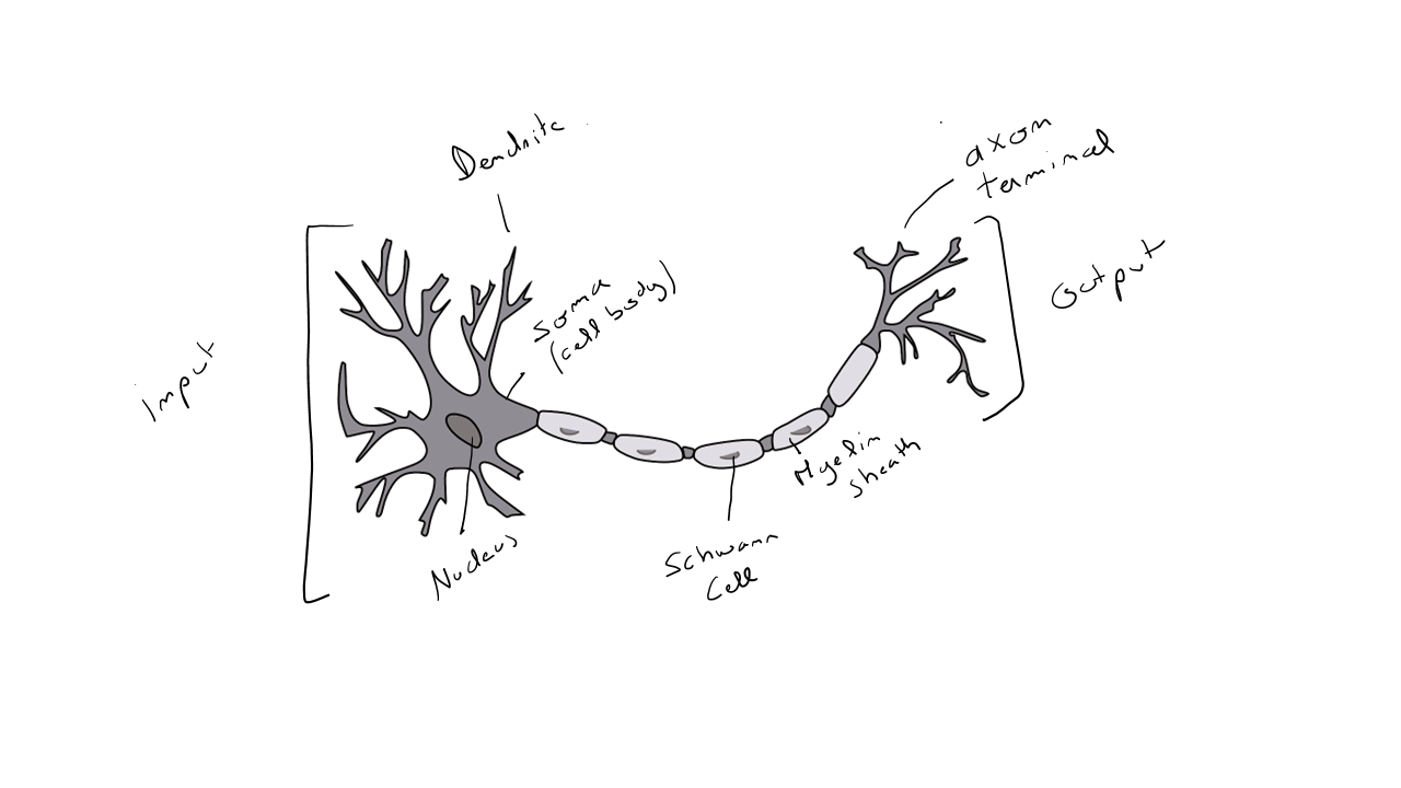 Biological Neuron